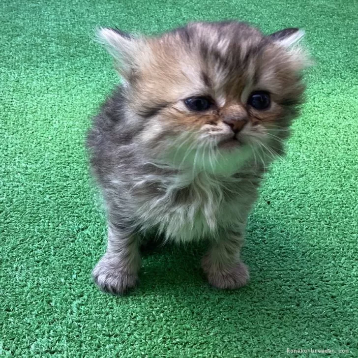 ID：2503-02625の子猫