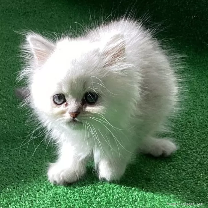 ID：2412-01728の子猫