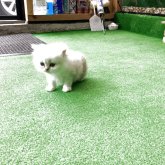 ペルシャ(チンチラ)