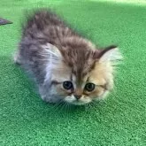 ペルシャ(チンチラ)【宮城県・男の子・2024年10月27日・ゴールデン】の写真1