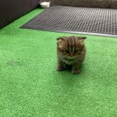 ペルシャ(チンチラ)