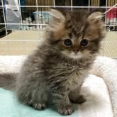 ペルシャ(チンチラ)