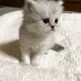 ペルシャ(チンチラ)