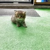 ペルシャ(チンチラ)