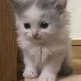 マンチカン(長足)【三重県・男の子・2023年3月5日・ブルー&ホワイト】の写真1