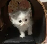 マンチカン(長足)【三重県・男の子・2023年3月5日・ブルー&ホワイト】の写真3