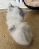 マンチカン(長足)【三重県・男の子・2023年3月5日・ブルー&ホワイト】の写真5