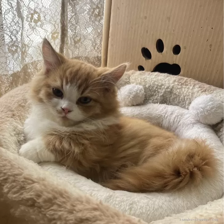 ID:2411-00572の子猫