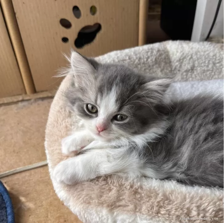 ID：2411-00573の子猫