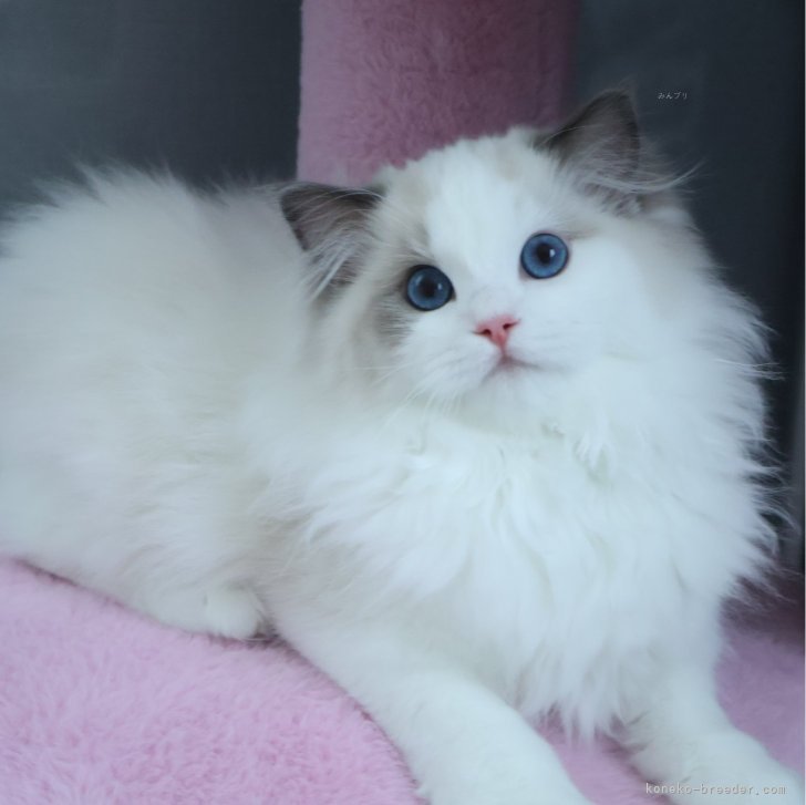 ※ねこねこ※　　　　　　　　　　　　　　【超激レア 美品】ポーター 食器 猫 ヘルスウォーター フードボウル L ごはん用 段入り 食べ
