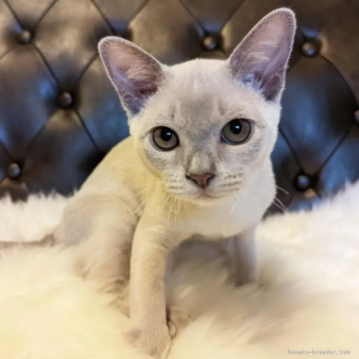 ID：2207-02622の子猫