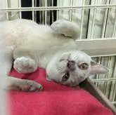 ヨーロピアンバーミーズ【東京都・男の子・2022年3月26日・ライラック】の写真4「コローンとお腹をみせてくれます。」