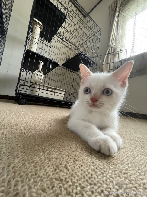 親猫　ブリティッシュのおもちくん｜前本　優希(まえもと　ゆうき)ブリーダー(滋賀県・ロシアンブルーなど・JCC登録)の紹介写真3