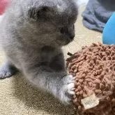 ブリティッシュショートヘア【滋賀県・女の子・2024年9月1日・ブルークリーム】の写真5