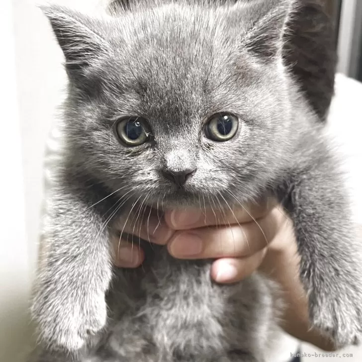 ID:2504-02186の子猫