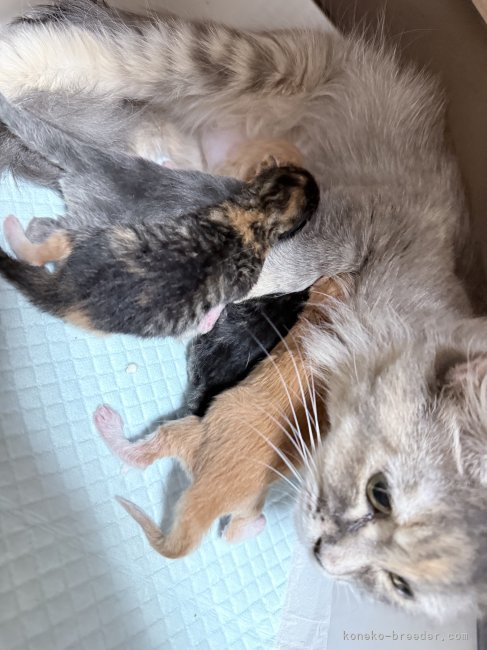 遠藤　美咲(えんどう　みさき)ブリーダー(神奈川県・サイベリアンなど・ICC登録)の紹介写真6