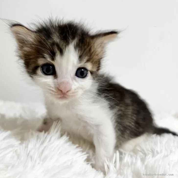 ID:2407-00781の子猫