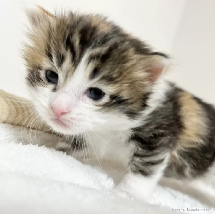 ID:2403-02081の子猫
