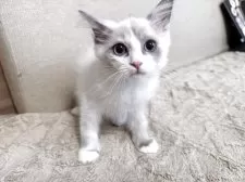 ラグドール【神奈川県・女の子・2025年6月25日・ブルーポイントバイカラー】の写真11