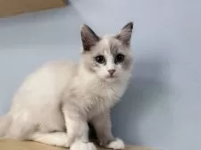 ラグドール【神奈川県・女の子・2025年6月25日・ブルーポイントバイカラー】の写真13