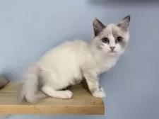 ラグドール【神奈川県・女の子・2025年6月25日・ブルーポイントバイカラー】の写真14