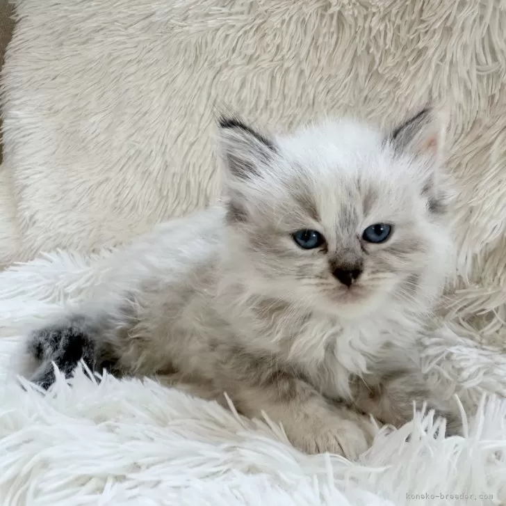 R.O 様のお迎えした子猫