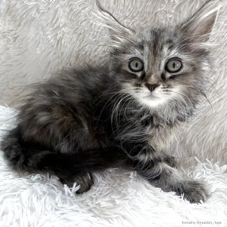 ID：2506-00676の子猫