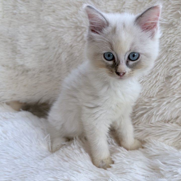 ブリーダー画像