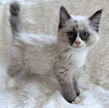 サイベリアン【神奈川県・男の子・2025年8月25日・シールポイントバイカラー】の写真「食欲旺盛で元気な男の子です！」