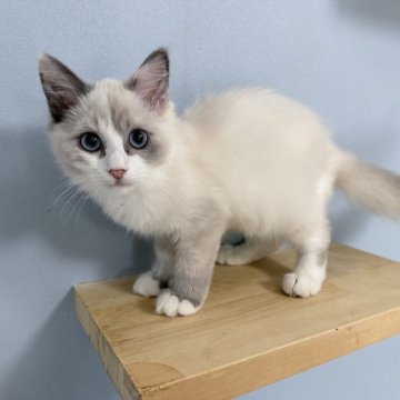 ラグドール【神奈川県・女の子・2025年6月25日・ブルーポイントバイカラー】の写真「小柄な活発な女の子ビビちゃん🎀」