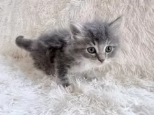 サイベリアン【神奈川県・男の子・2026年1月14日・ブルータビー&ホワイト】の写真2