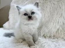 サイベリアン【神奈川県・女の子・2025年8月25日・ブルーポイント】の写真2