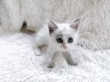 ラグドール【神奈川県・女の子・2025年6月25日・ブルーポイントバイカラー】の写真3