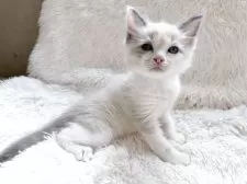 ラグドール【神奈川県・男の子・2025年8月15日・ブルーポイントバイカラー】の写真3