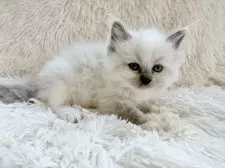 サイベリアン【神奈川県・女の子・2025年8月25日・ブルーポイント】の写真5