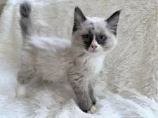 サイベリアン【神奈川県・男の子・2025年8月25日・シールポイントバイカラー】の写真8