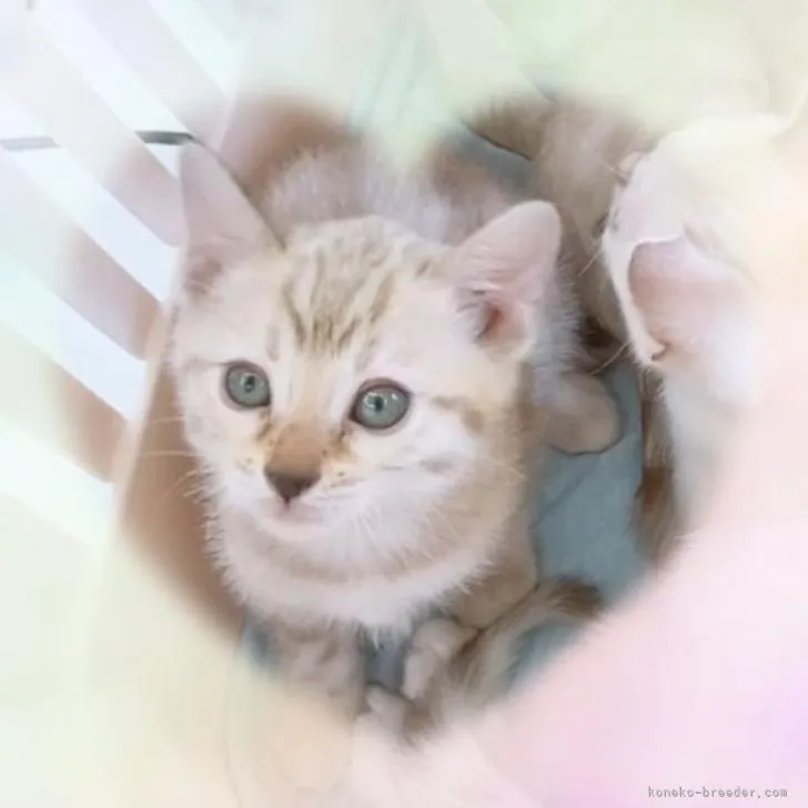 ID：2210-02438の子猫