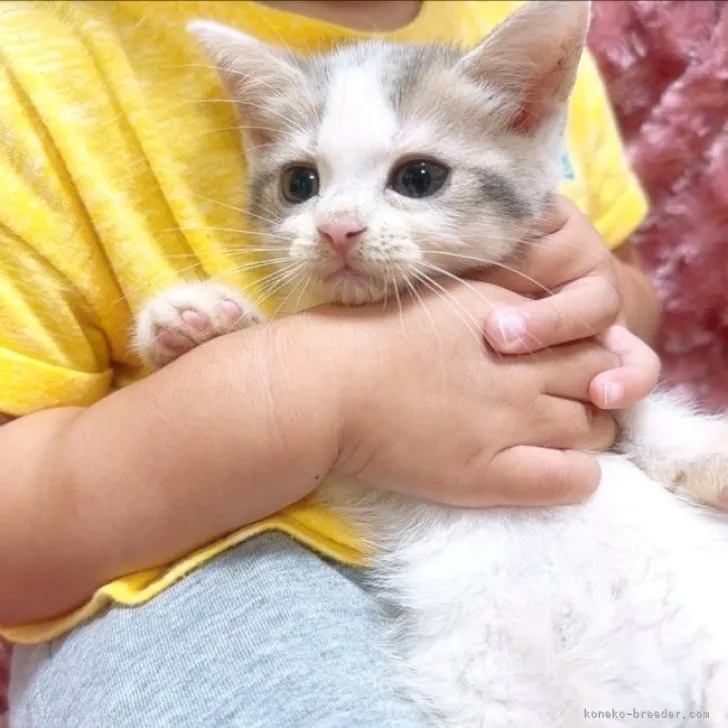 ID:2306-00277の子猫