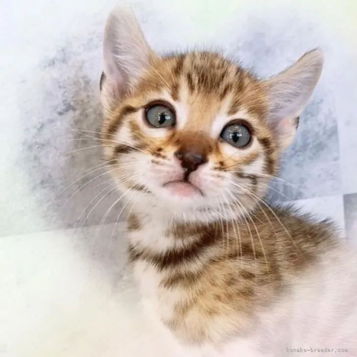 ID:2211-02108の子猫