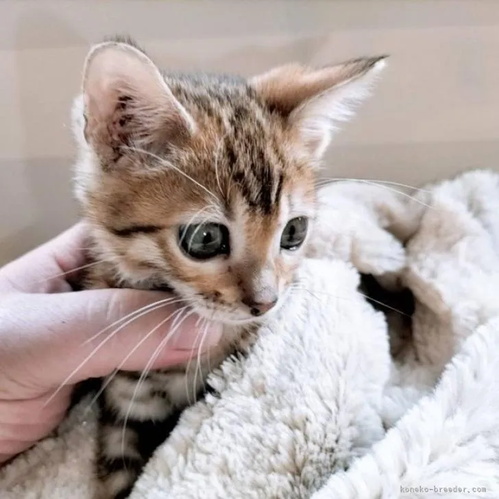 ID:2301-01179の子猫