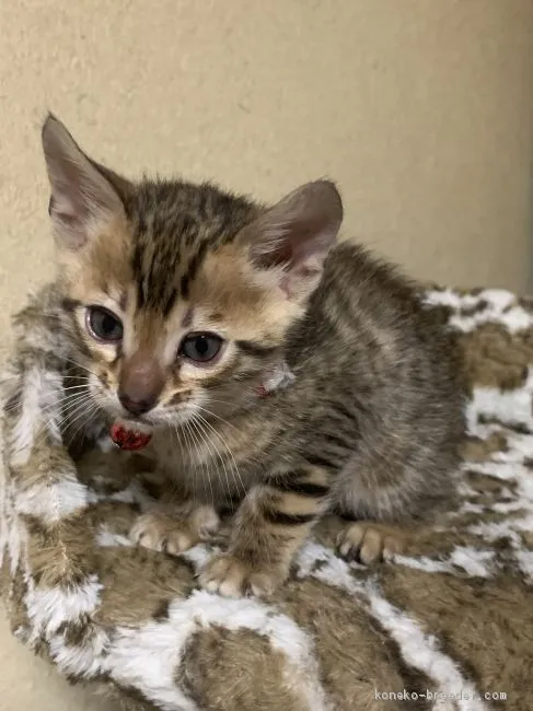 ID:2101-00785の子猫