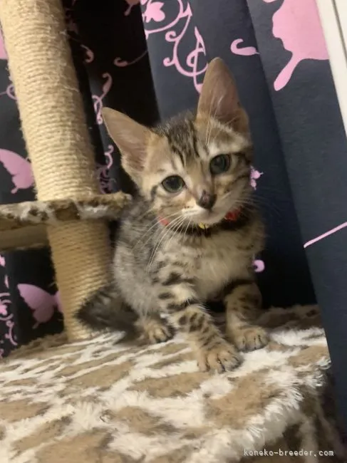 ID:2112-00764の子猫