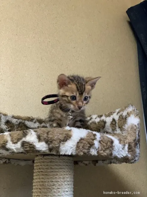 ID：2101-01244の子猫