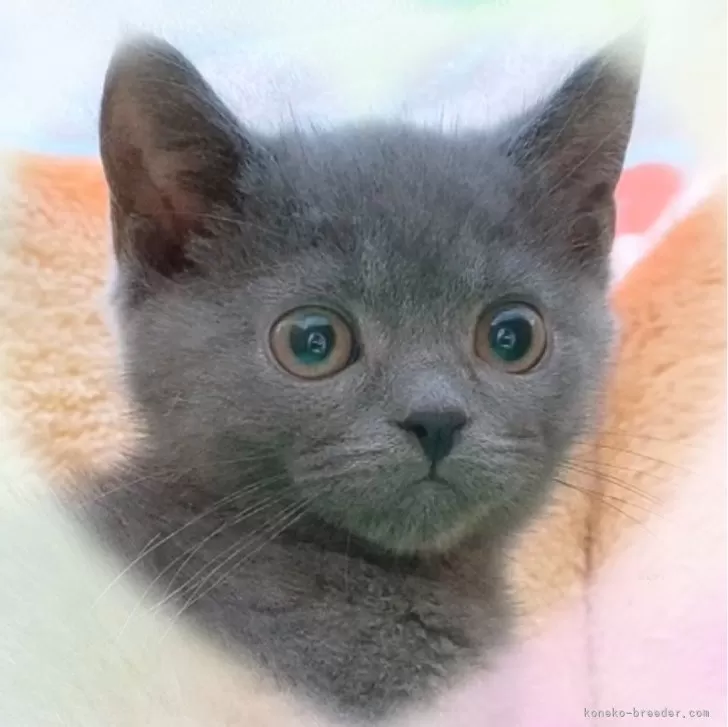 ID：2312-02643の子猫