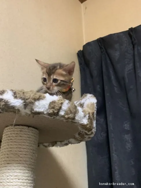 ID：2101-00782の子猫