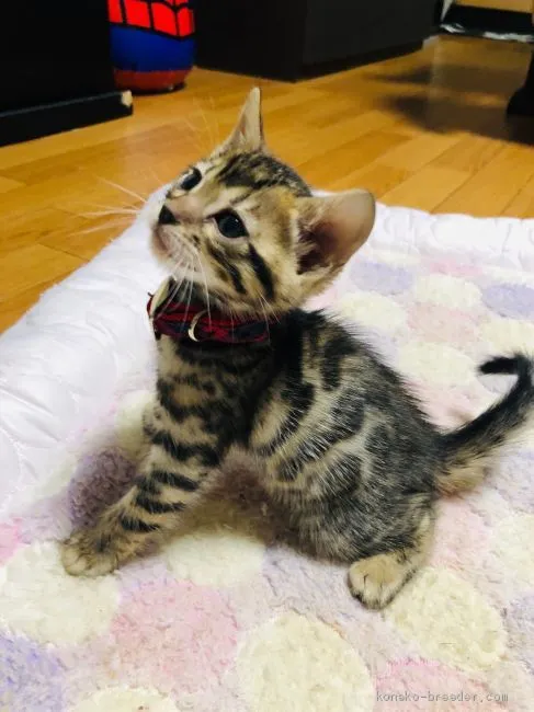 ID：2011-01092の子猫