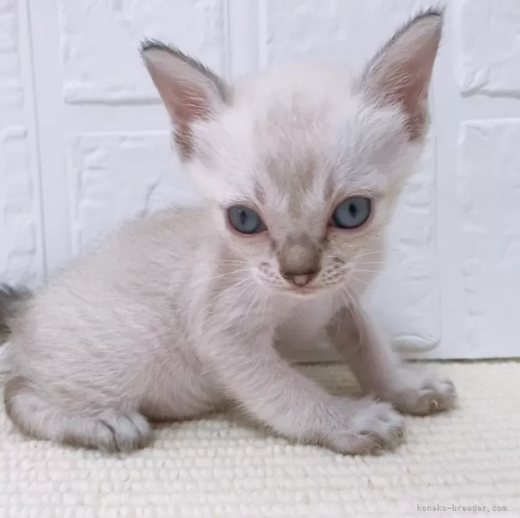 ID:2406-00527の子猫