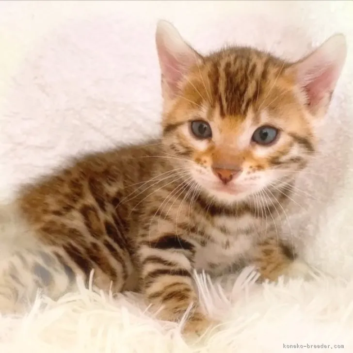 ID：2303-01108の子猫