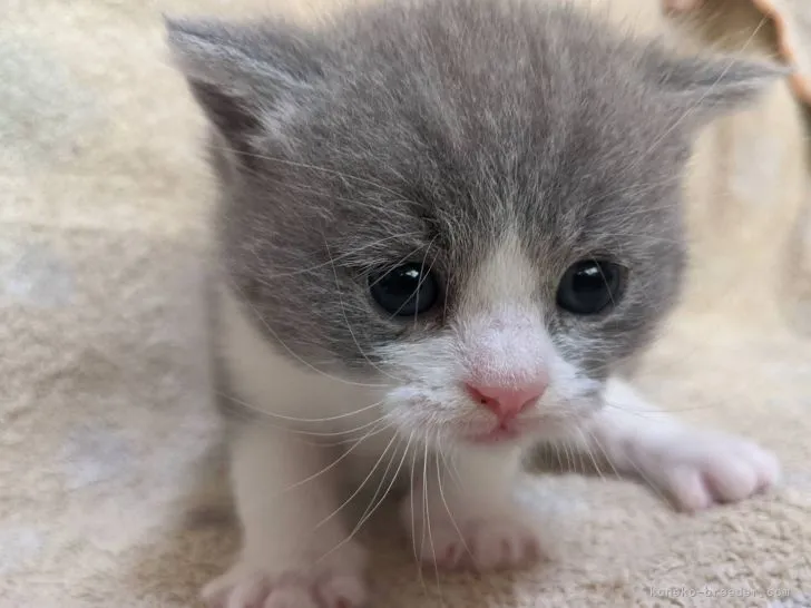 ぽぽん 様のお迎えした子猫