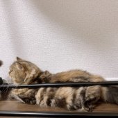 スコチン【・女の子・2019年5月21日・ブラウンタビー】「狭いところ好き♡」